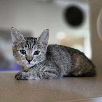 Sherbert -  Domestic Short Hair Cat for Adoption in Oakland, California - Sherbert | PetCurious