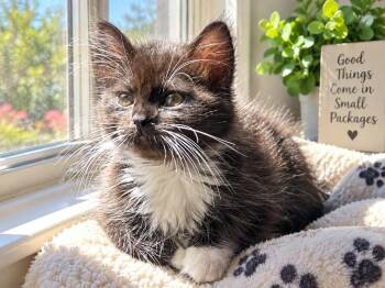Dough Boy -  Domestic Short Hair Cat for Adoption in Sebastian, Florida - Dough Boy | PetCurious