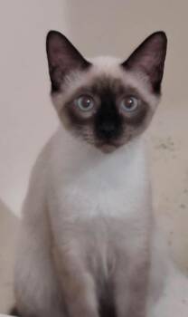 Soda -  Siamese Cat for Adoption in Mount Pleasant, Texas - Soda | PetCurious