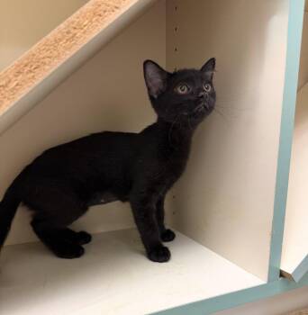 Noora -  Domestic Short Hair Cat for Adoption in Walled Lake, Michigan - Noora | PetCurious