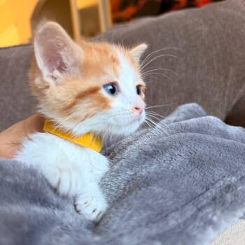 Mrs. Puff -  Domestic Short Hair Cat for Adoption in Denver, Colorado - Mrs. Puff | PetCurious