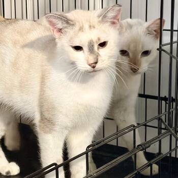 Khalessi -  Siamese Cat for Adoption - Khalessi | PetCurious
