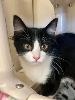 Rescue Domestic Medium Hair Cats for Adoption in Webster, Wisconsin - Kandi | PetCurious