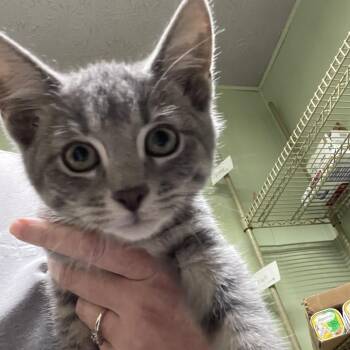 Rescue Domestic Short Hair Cats for Adoption in Spencer, Indiana - Shadow | PetCurious