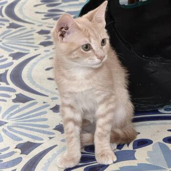 Finn -  Domestic Short Hair Cat for Adoption in Snow Hill, North Carolina - Finn | PetCurious
