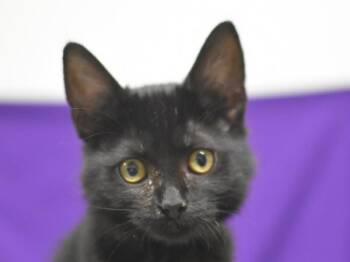 Mochi -  Domestic Short Hair Cat for Adoption in Portland, Oregon - Mochi | PetCurious