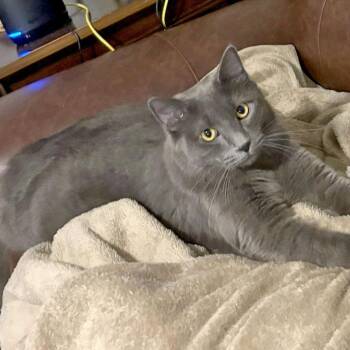 Chaney -  Nebelung and Russian Blue Cat for Adoption in Mauldin, South Carolina - Chaney | PetCurious