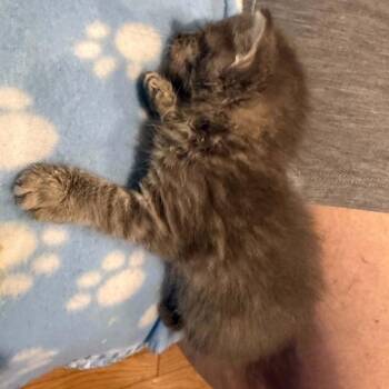 French Fry -  Domestic Short Hair Cat for Adoption in Baytown, Texas - French Fry | PetCurious