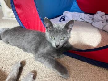 Dewdrop26 -  Domestic Short Hair Cat for Adoption in Youngsville, North Carolina - Dewdrop26 | PetCurious