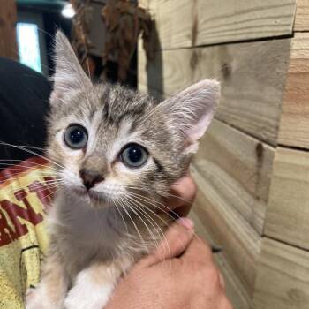 Pinky Dyal-SG -  Domestic Short Hair Cat for Adoption in Tallahassee, Florida - Pinky Dyal-SG | PetCurious