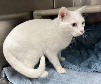 Rescue Domestic Short Hair Cats for Adoption in Annapolis, Maryland - Coppi | PetCurious