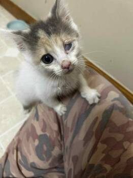 Rescue Domestic Short Hair Cats for Adoption in West Union, Ohio - Bellatrix | PetCurious