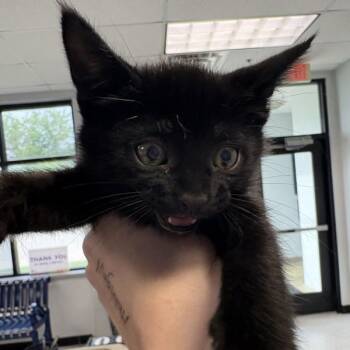 Domestic Short Hair Cats Available for Adoption in Des Moines, Iowa - Wade | PetCurious