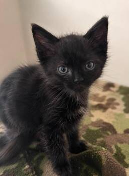 Rose -  Domestic Short Hair Cat for Adoption in Columbia, Tennessee - Rose | PetCurious