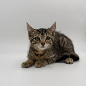 Hot Fudge Sundae -  Domestic Short Hair Cat for Adoption in State College, Pennsylvania - Hot Fudge Sundae | PetCurious