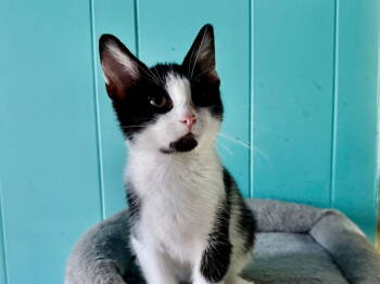 Rescue American Shorthair Cats for Adoption in Maywood, Illinois - Ollie | PetCurious