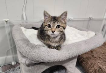 Lenny -  Domestic Short Hair Cat for Adoption in Wheaton, Illinois - Lenny | PetCurious
