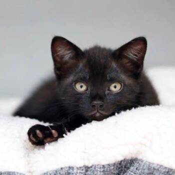 Chick-pea -  Domestic Short Hair Cat for Adoption in Atlanta, Georgia - Chick-pea | PetCurious