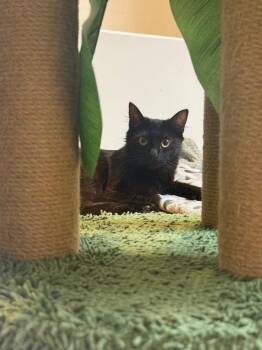 Cody -  Domestic Medium Hair Cat Available for Adoption in Mission Viejo, California - Cody | PetCurious