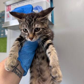 Domestic Short Hair Cats Available for Adoption in Columbiana, Alabama - Kit | PetCurious
