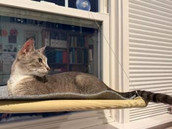 Domestic Short Hair Cats Available for Adoption in Seattle, Washington - Stormy | PetCurious