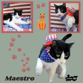Maestro (Cat) -  Tuxedo Cat Available for Adoption in Lindsay, California - Maestro (Cat) | PetCurious