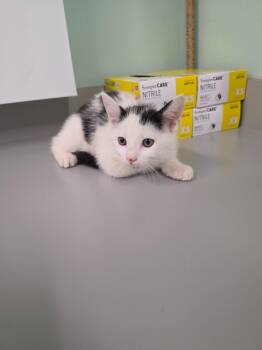 Kirk -  Domestic Short Hair Cat for Adoption in Athens, Tennessee - Kirk | PetCurious