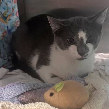 Slate -  Domestic Short Hair Cat for Adoption in Hailey, Idaho - Slate | PetCurious