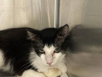 Domestic Short Hair Cats Available for Adoption in Tustin, California - LETO | PetCurious