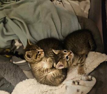 Nico -  Tabby and Domestic Short Hair Cat for Adoption in Greensboro, North Carolina - Nico | PetCurious