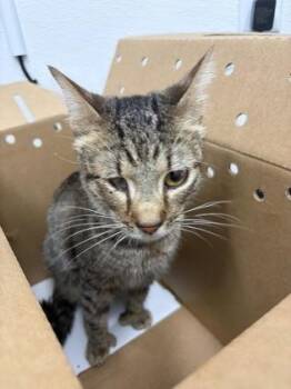 Vexen -  Domestic Short Hair Cat for Adoption in West Chester, Pennsylvania - Vexen | PetCurious