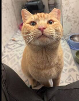 Domestic Short Hair Cats Available for Adoption - Tigger- Tig | PetCurious