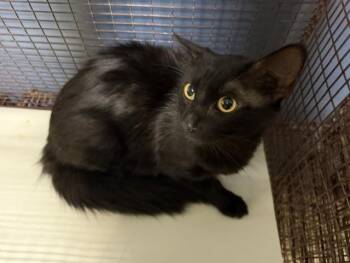 Domestic Medium Hair Cats Available for Adoption in Doral, Florida - JAX | PetCurious