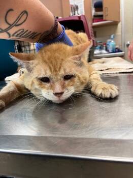 Rescue Domestic Short Hair Cats for Adoption in Bossier City, Louisiana - Goldie | PetCurious