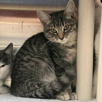 Sheldon -  Domestic Short Hair Cat for Adoption in Philadelphia, Pennsylvania - Sheldon | PetCurious