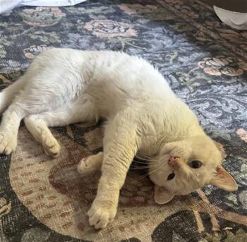 NEWMAN -  Domestic Short Hair Cat for Adoption in Rosenberg, Texas - NEWMAN | PetCurious