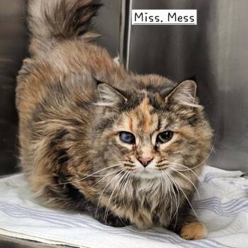 got some Maine Coon in there -  Domestic Long Hair Cat for Adoption in Rocky Mount, Virginia - Got Some Maine Coon In There | PetCurious