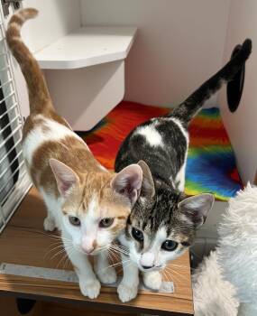 Nepture and Vulcan -  Domestic Short Hair Cat Available for Adoption in Wellesley, Massachusetts - Nepture And Vulcan | PetCurious