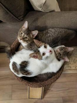 Rescue Domestic Short Hair Cats for Adoption in Sioux Falls, South Dakota - Chachi | PetCurious