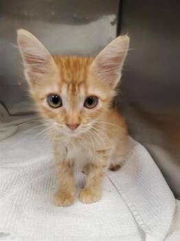 James -  Domestic Short Hair Cat for Adoption in El Paso, Texas - James | PetCurious