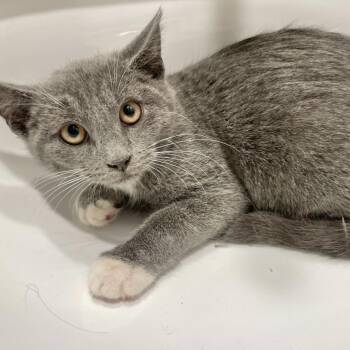 Bella -  Domestic Short Hair Cat for Adoption - Bella | PetCurious