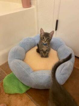 Rescue Domestic Short Hair Cats for Adoption in San Diego, California - Spoons | PetCurious