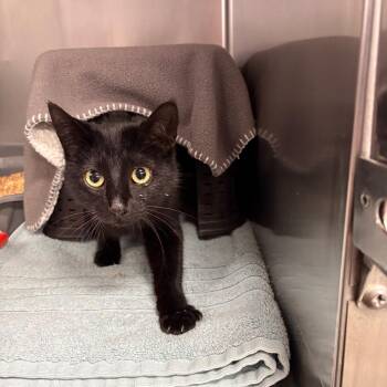 Domestic Short Hair Cats Available for Adoption in Spokane, Washington - Ophelia | PetCurious