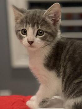 Goblin -  Domestic Short Hair Cat for Adoption in Social Circle, Georgia - Goblin | PetCurious