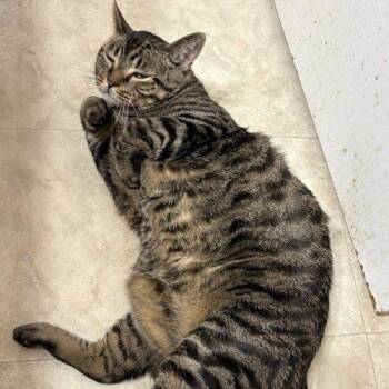 Norbert -  Tabby and Domestic Short Hair Cat for Adoption in Knoxville, Tennessee - Norbert | PetCurious