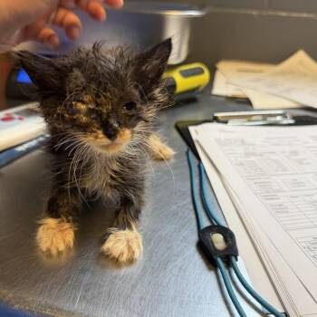 TUSC-Stray-84764 -  Domestic Short Hair Cat for Adoption in Tuscaloosa, Alabama - TUSC-Stray-84764 | PetCurious