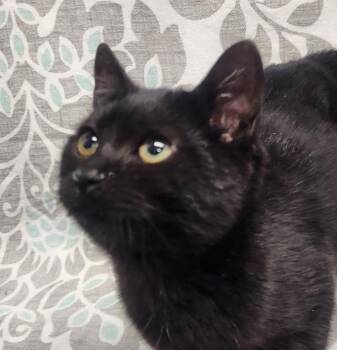 Rescue American Shorthair Cats for Adoption in Frederick, Maryland - Scar | PetCurious