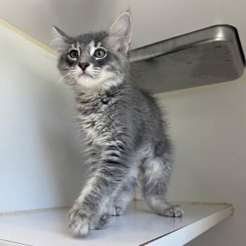 Bianca -  Domestic Medium Hair Cat for Adoption in Oakland, California - Bianca | PetCurious