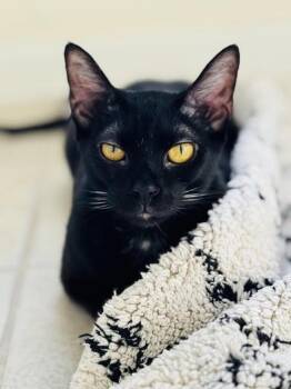 Rescue Domestic Short Hair and Bombay Cats for Adoption in Liverpool, Texas - Lucas | PetCurious