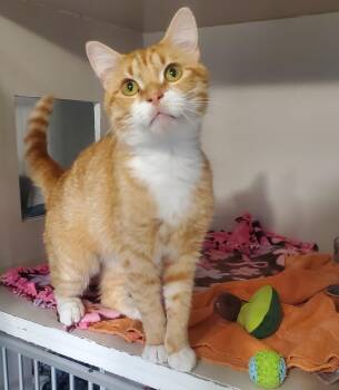 Boomer -  Domestic Long Hair Cat for Adoption in Hutchinson, Minnesota - Boomer | PetCurious